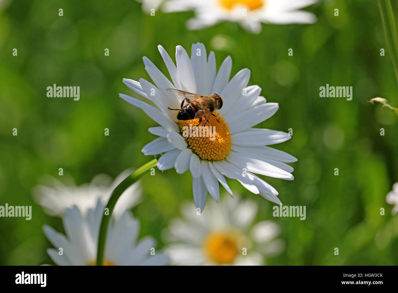 Il miele delle api api pollinates specie oxeye daisy Leucanthemum vulgare fiore mentre si raccoglie il polline Foto Stock