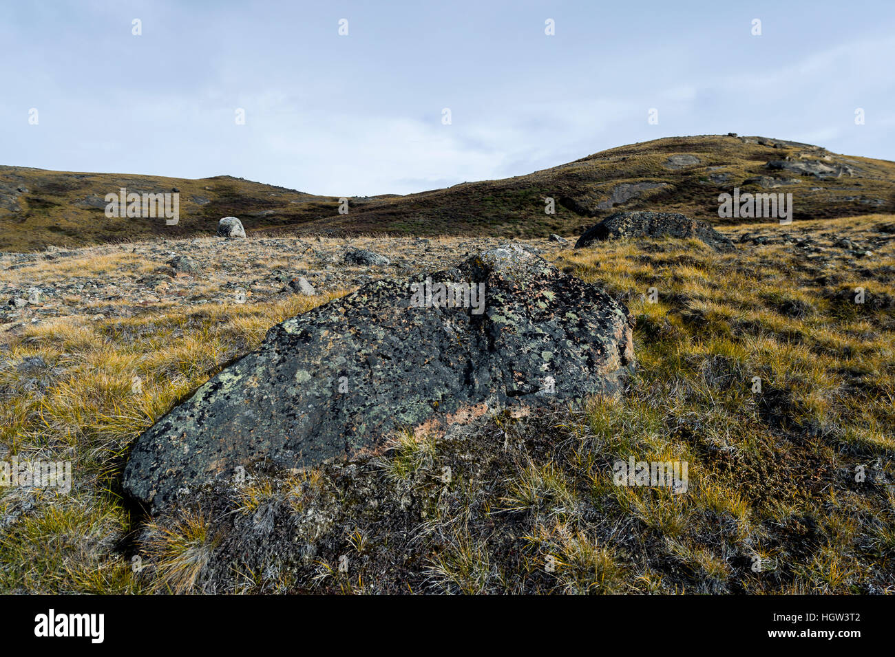 Un lichen coperto boulder sorge dalla tundra spazzate dal vento. Foto Stock