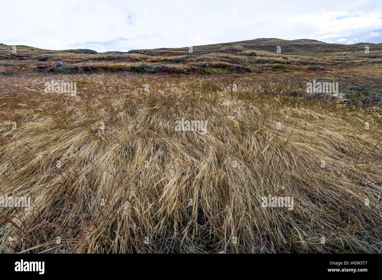 Ululati vento erbe su un ventoso tundra. Foto Stock