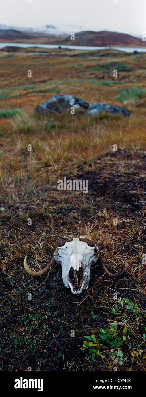 L'osso sbiancato e le corna di un muschio teschio di bue in appoggio su di un ventoso tundra. Foto Stock