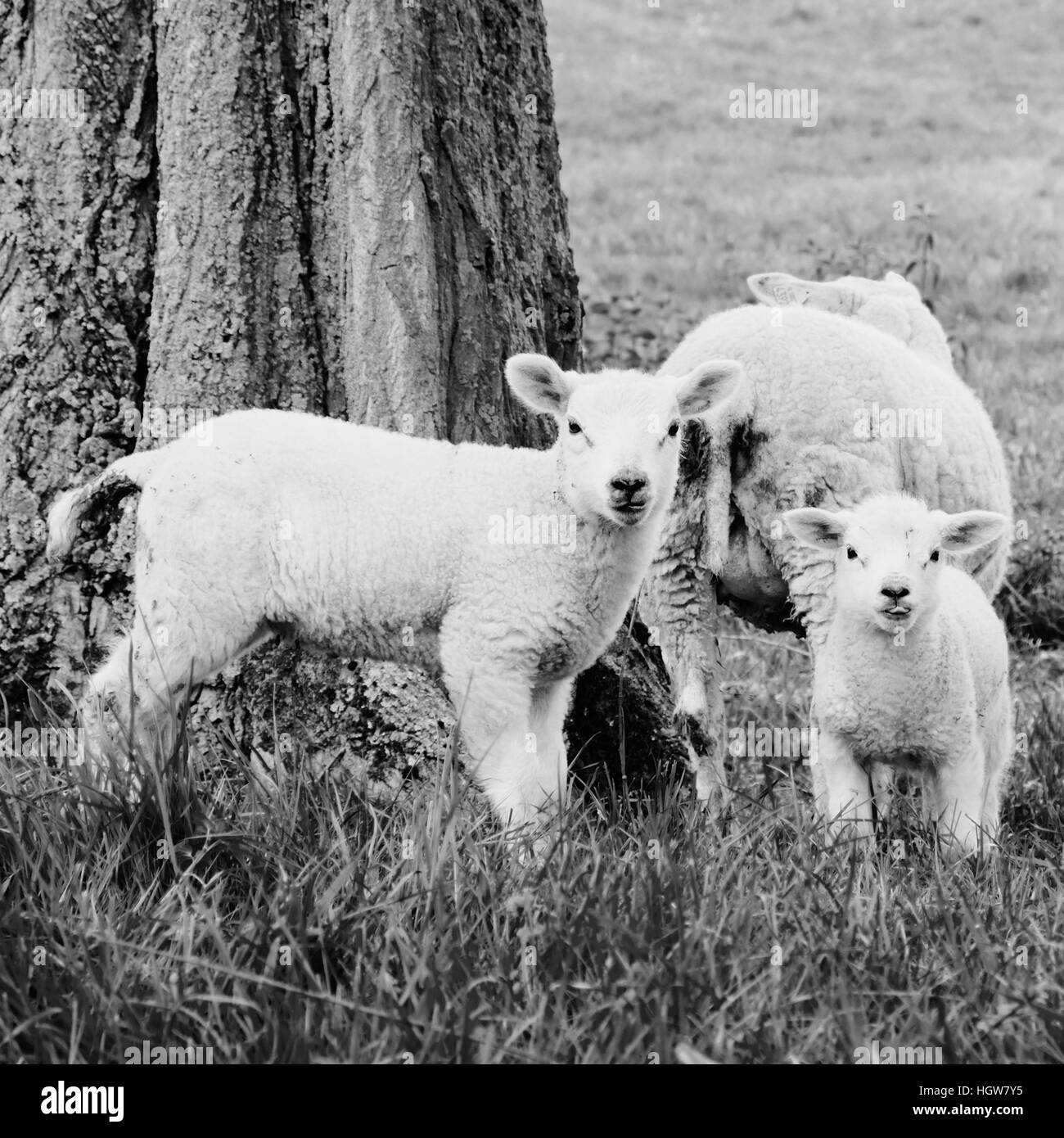 Gli ovini e i due agnelli masticare sulla molla di erba. Foto Stock