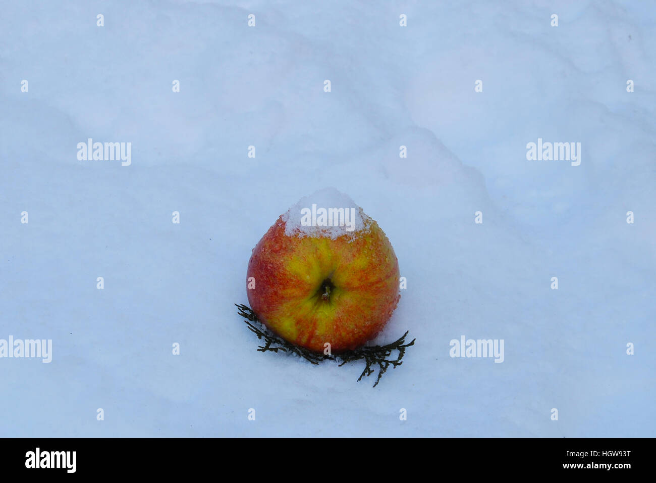 Un coloratissimo apple sulle foglie nella neve Foto Stock