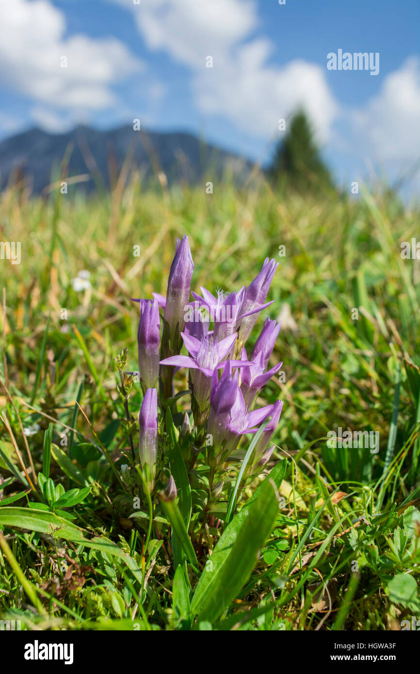 Chiltern genziana, Werdenfelser Land, Alpi Alta Baviera, Garmisch-Partenkirchen, montagne Karwendel, Mittenwald, Germania (Gentianella germanica) Foto Stock