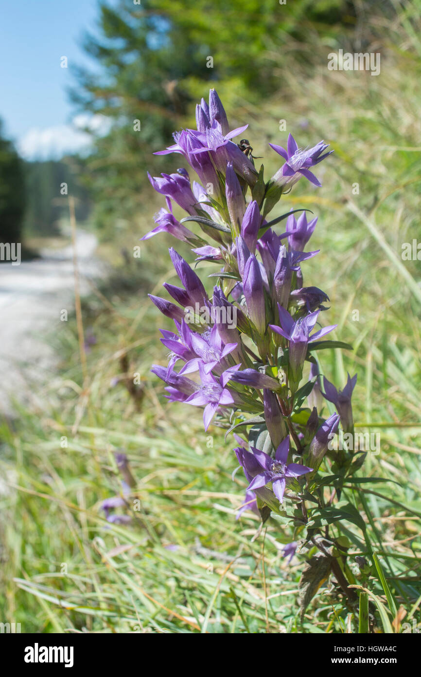 Chiltern genziana, Werdenfelser Land, Alpi Alta Baviera, Garmisch-Partenkirchen, montagne Karwendel, Mittenwald, Germania (Gentianella germanica) Foto Stock