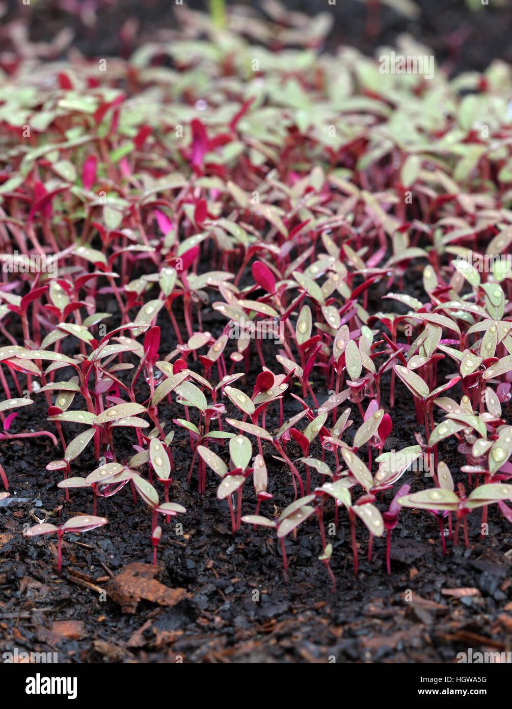 Amaranthus tricolore o noto come Amaranto Rosso Piantine spuntano su una patch vegetale Foto Stock