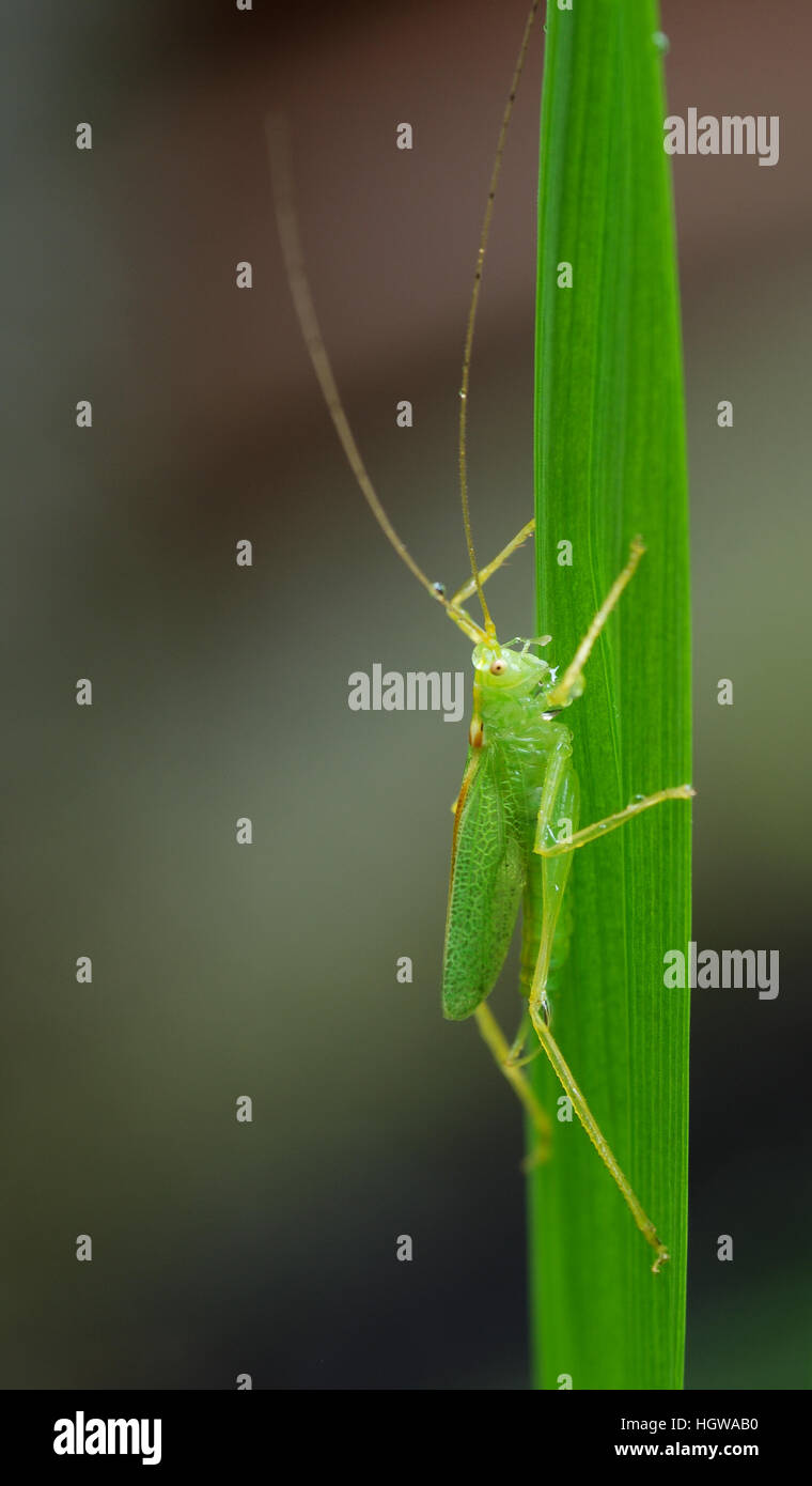 Oak bush-cricket (Meconema thalassinum) aggrappandosi ad una foglia Foto Stock