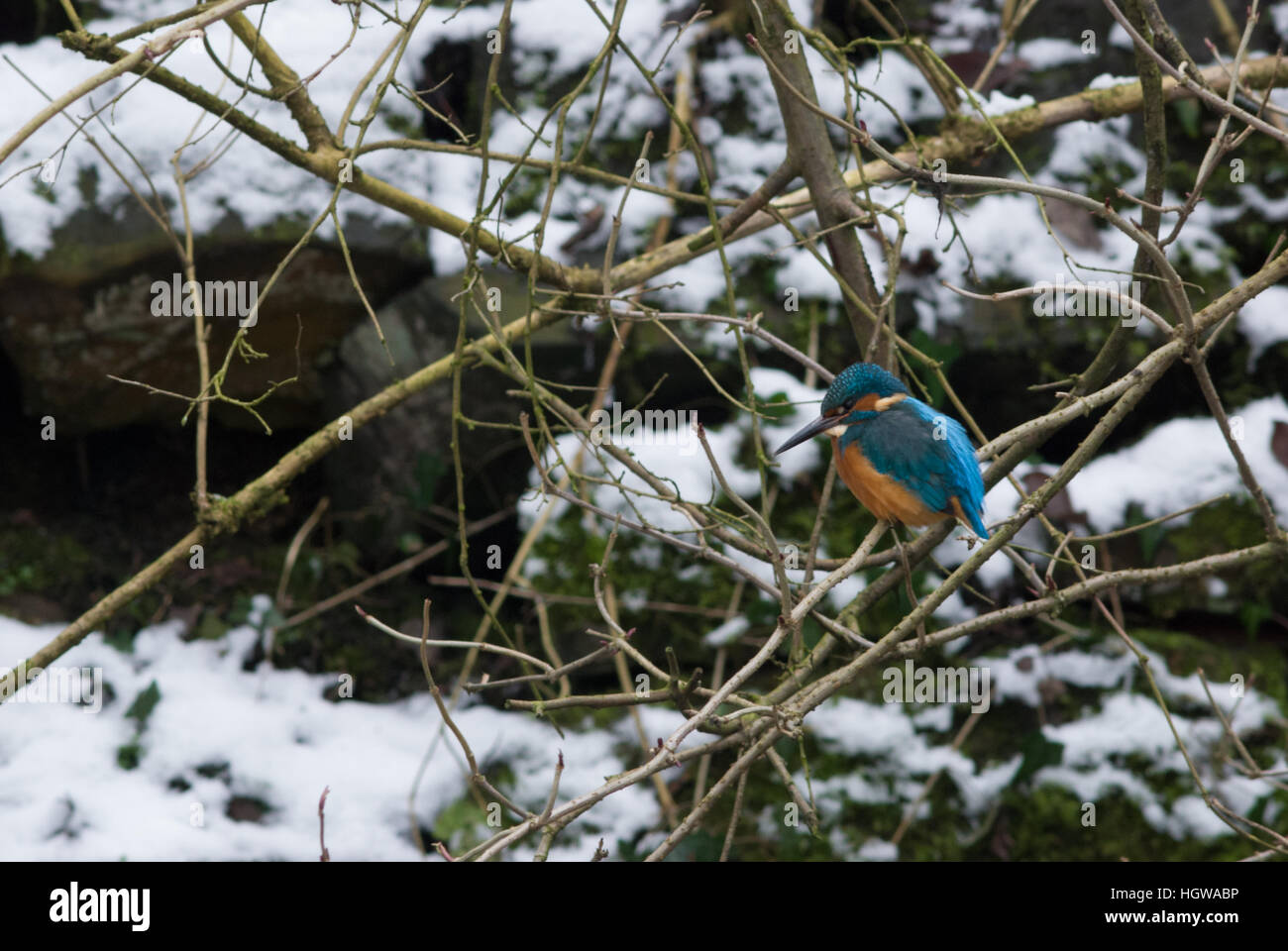 Un comune Kingfisher (Alcedo atthis) posatoi in un albero con una coperta di neve muro di pietra in background Foto Stock