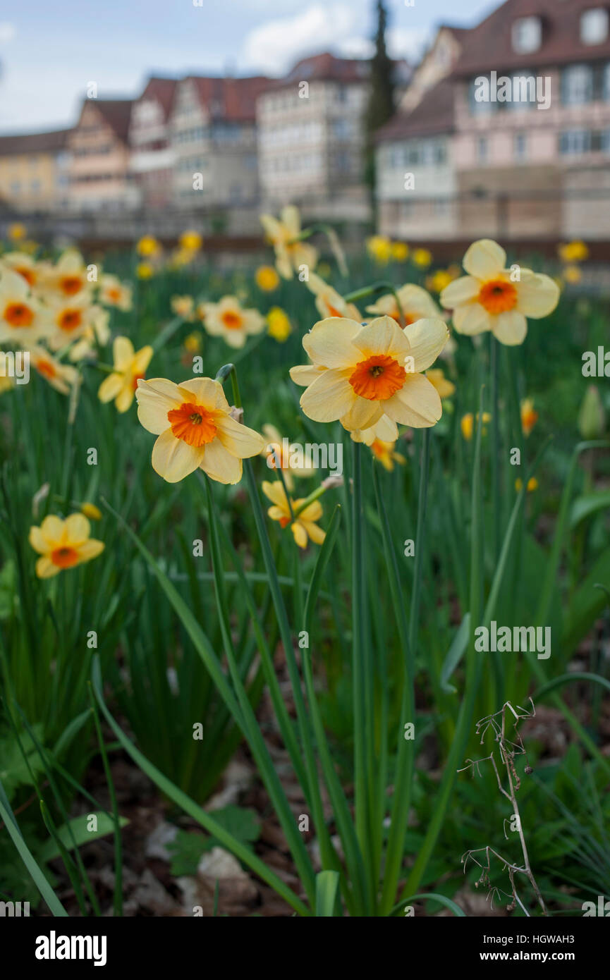 Giunchiglie, Baden-Wuerttemberg, Heilbronn-Franconia, Germania, Grasbödele, Schwaebisch Hall, Hohenlohe regione, (Narcissus pseudonarcissus) Foto Stock