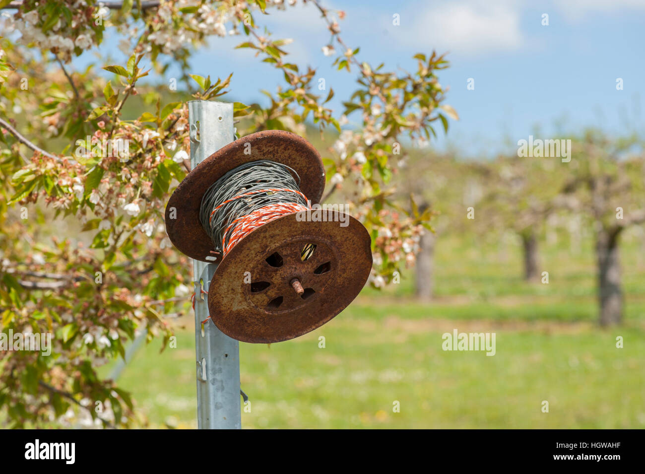 Recinzione di marcio in prato orchard, Baden-Wuerttemberg, Germania, Swabian-Franconian-foresta, Heilbronn-Franconia, Hohenlohe regione, vigneto, Oehringen Foto Stock