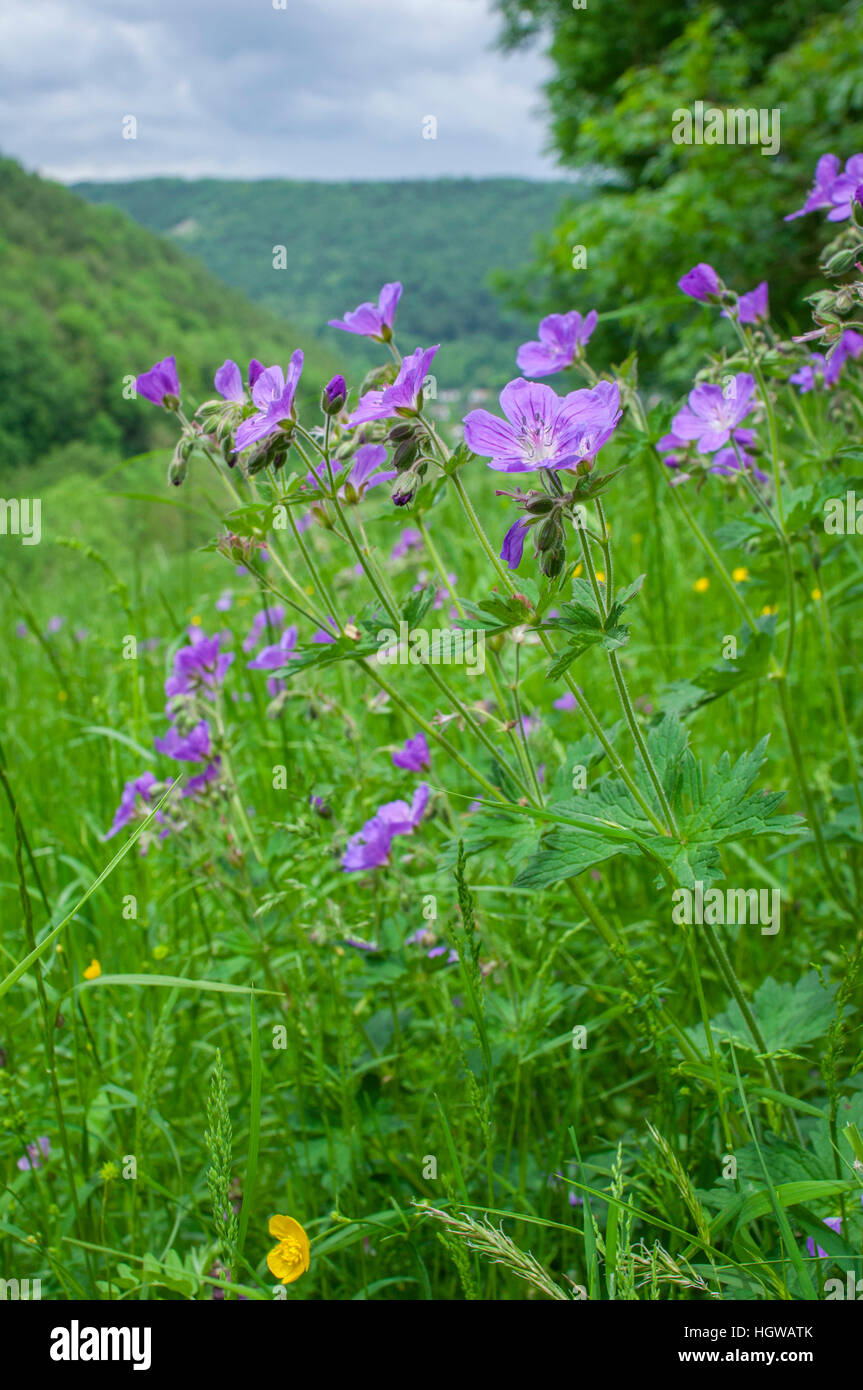 Bosco geranio, Alpi sveve, Baden-Wuerttemberg, Germania (Geranium sylvaticum) Foto Stock