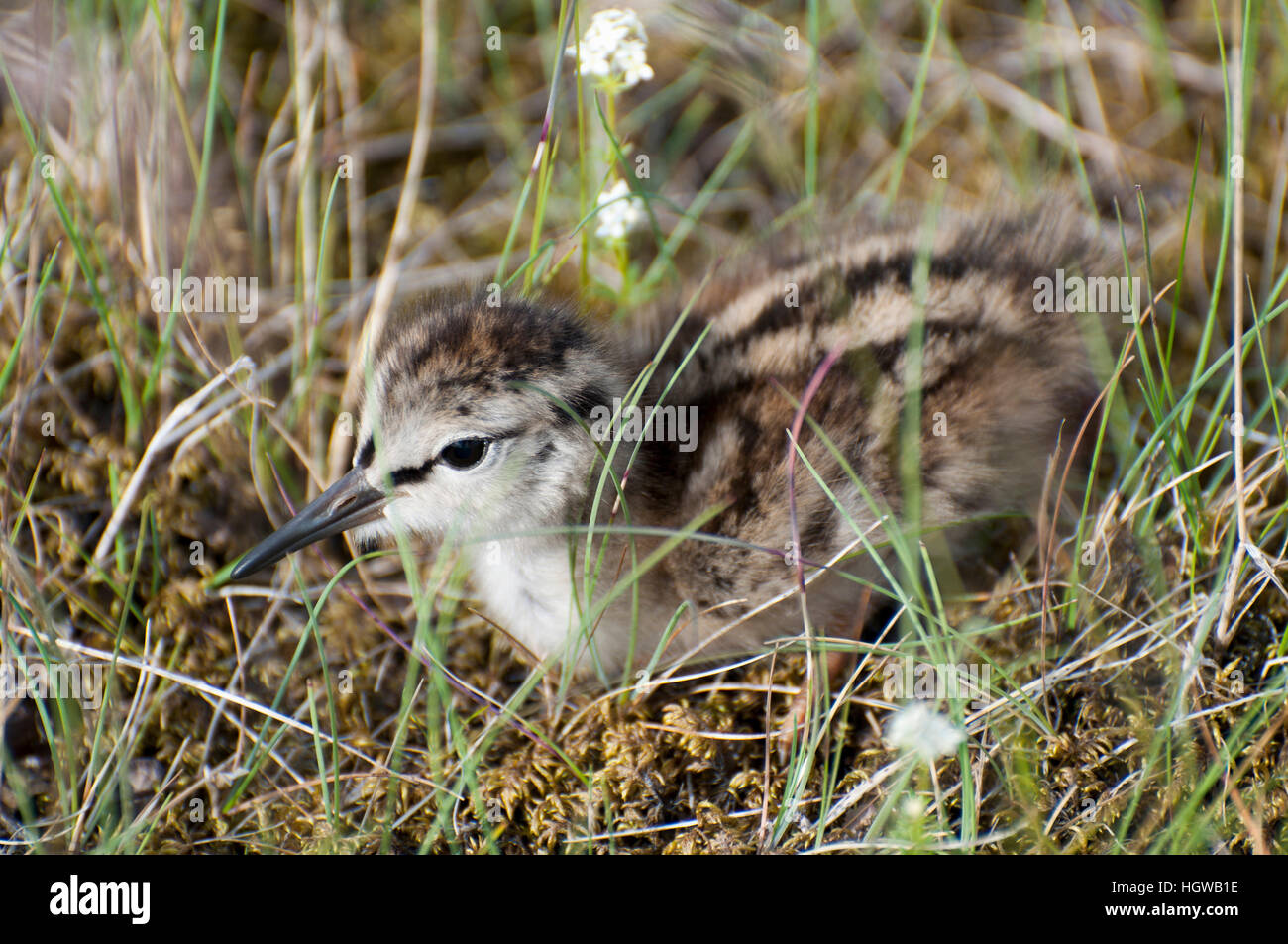 Eurasian oystercatcher (Haematopus ostralegus), Islanda Foto Stock