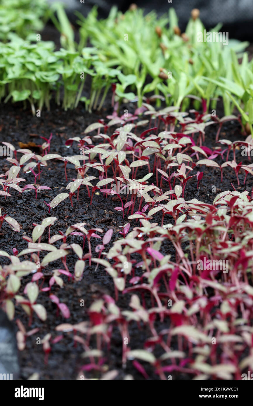 Amaranthus tricolore o noto come Amaranto Rosso Piantine spuntano su una patch vegetale Foto Stock