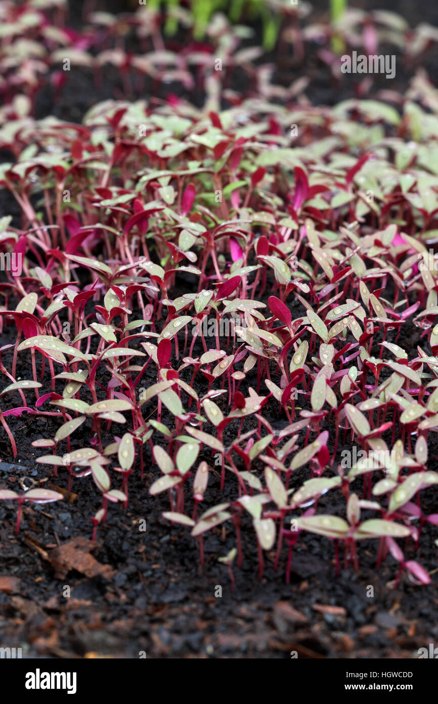 Amaranthus tricolore o noto come Amaranto Rosso Piantine la germogliazione Foto Stock