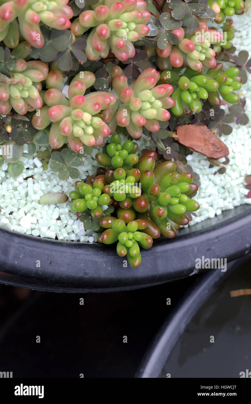 Close up di Sedum rubrotinctum o Sedum rubrotinctum × o anche conosciuto come la gelatina pianta di fagiolo Foto Stock Close up di Sedum rubrotinctum o Sedum rubrotinctum × o anche conosciuto come la gelatina pianta di fagiolo Foto Stock