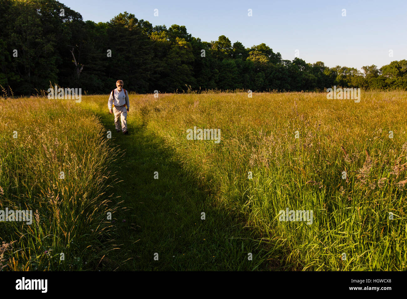 Un uomo cammina attraverso il campo di fieno alla Phillips Farm in Marshfield, Massachusetts. Foto Stock