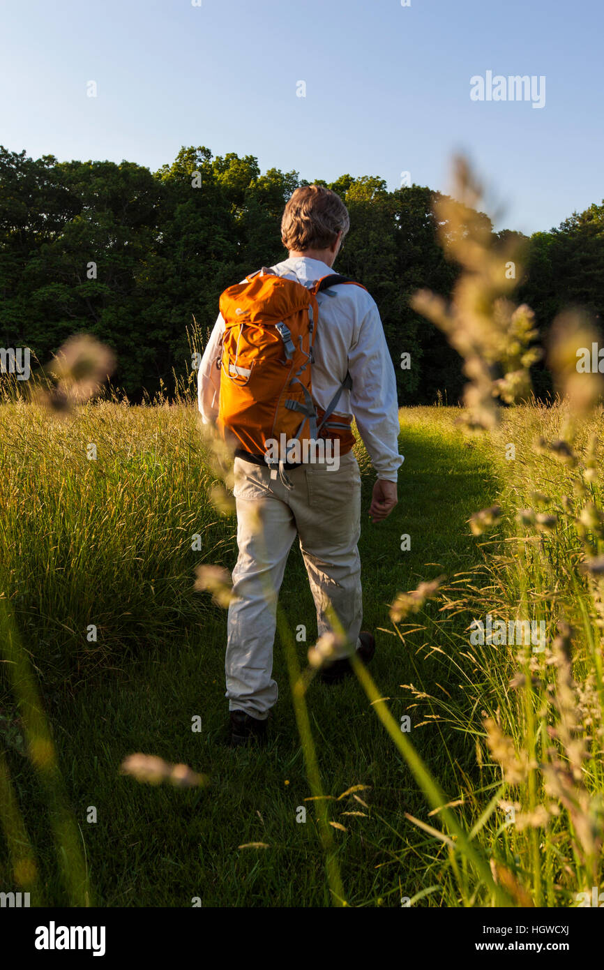 Un uomo cammina attraverso il campo di fieno alla Phillips Farm in Marshfield, Massachusetts. Foto Stock