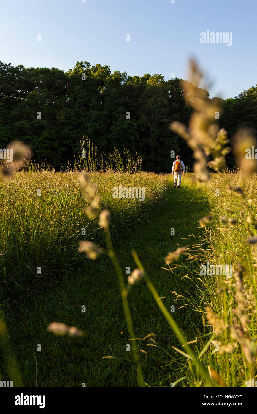 Un uomo cammina attraverso il campo di fieno alla Phillips Farm in Marshfield, Massachusetts. Foto Stock