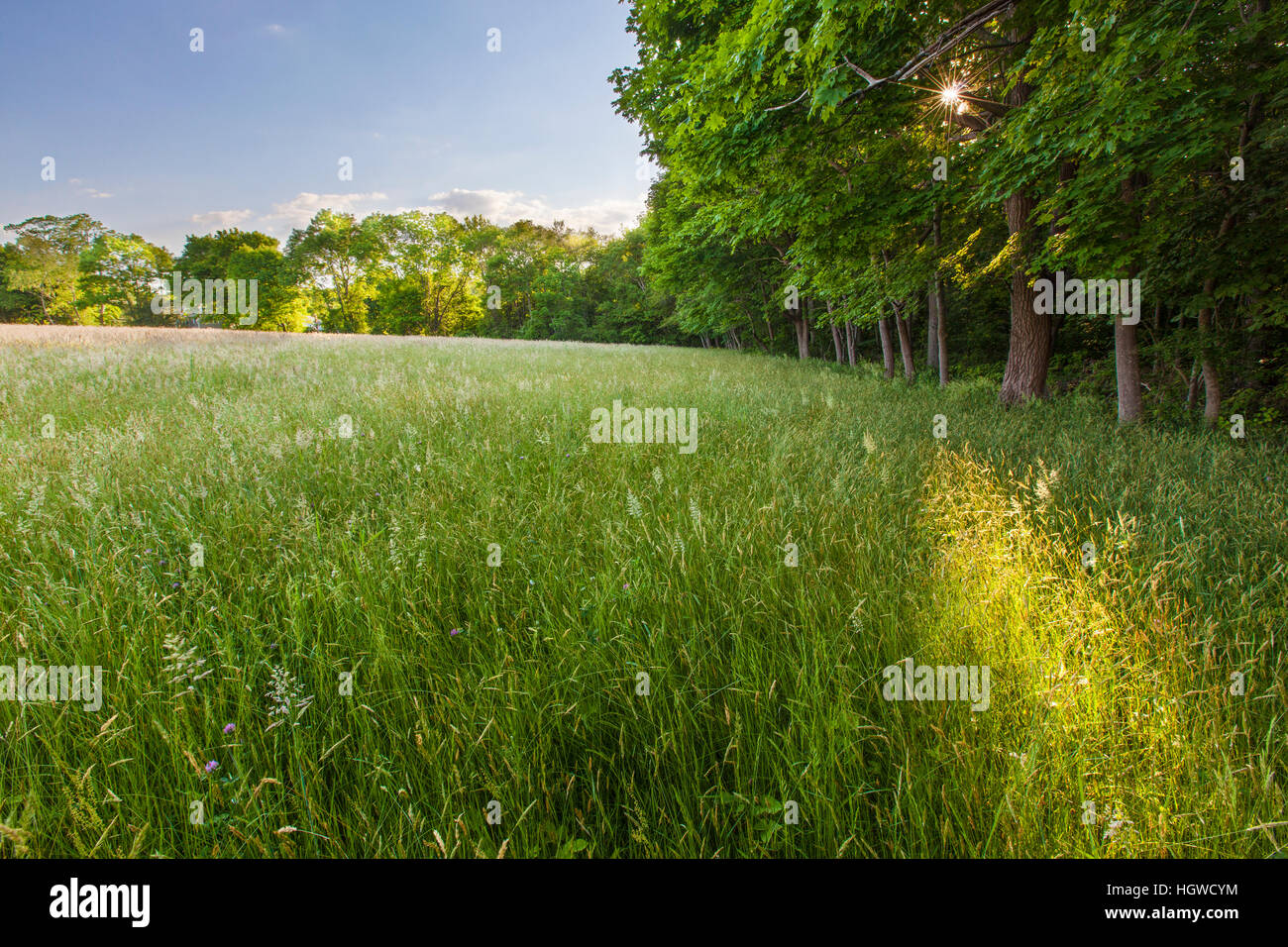 Il sole splende tramite gli alberi accanto al campo di fieno alla Phillips Farm in Marshfield, Massachusetts. Foto Stock