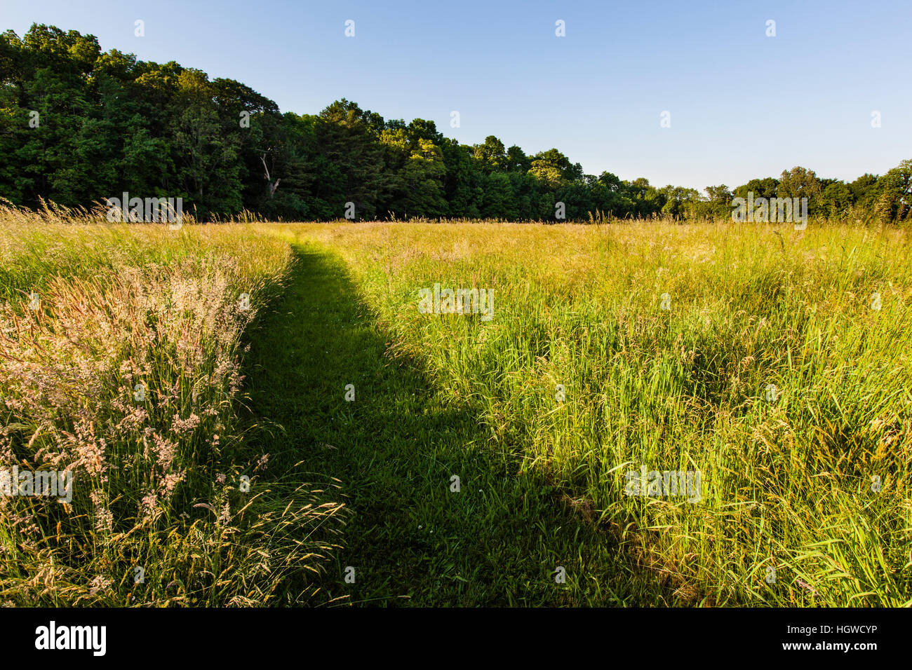 Una falciata trail nel campo di fieno alla Phillips Farm in Marshfield, Massachusetts. Foto Stock