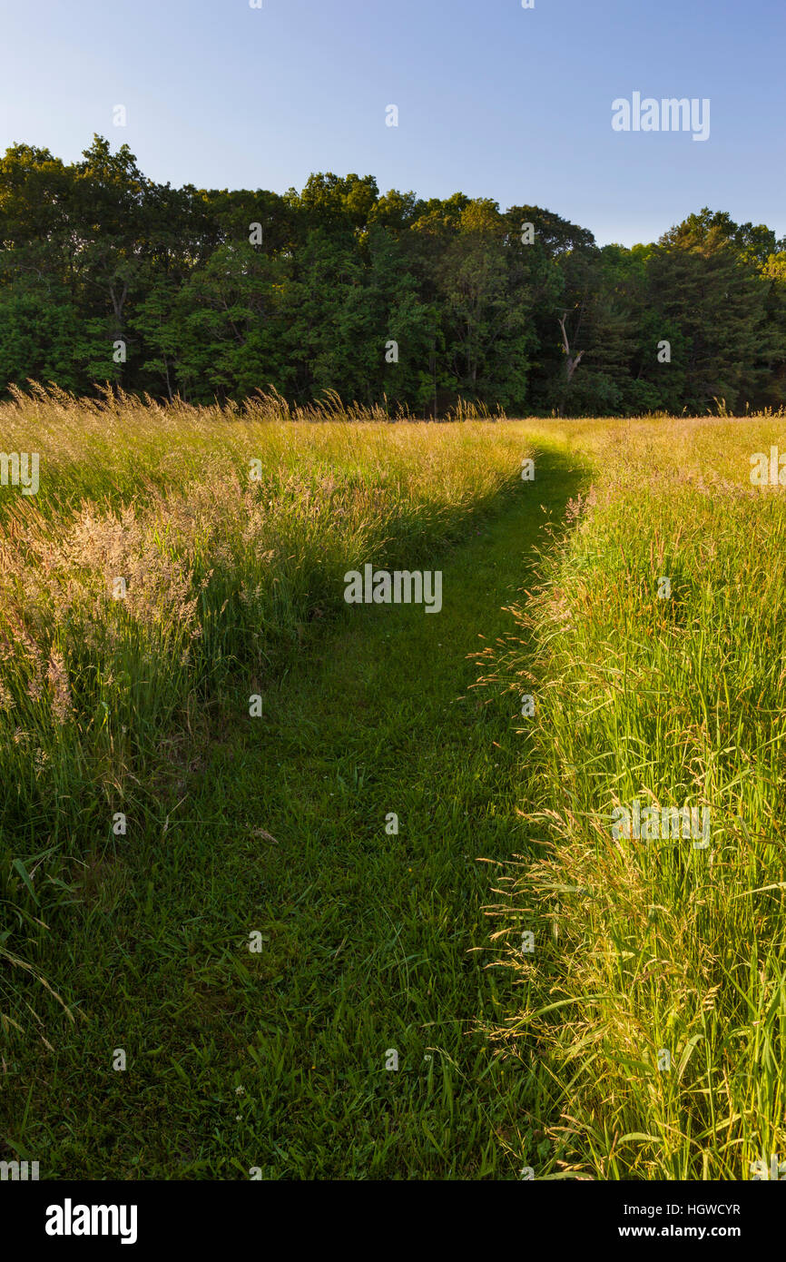 Una falciata trail nel campo di fieno alla Phillips Farm in Marshfield, Massachusetts. Foto Stock