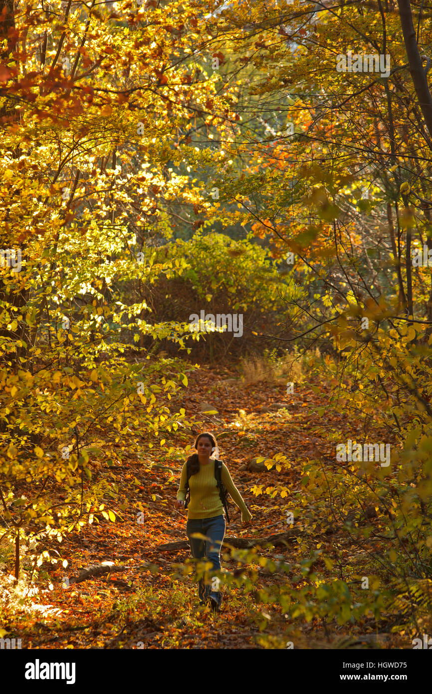 Una donna cammina su una strada boschi nella foresta a Elmwood agriturismo a Hopkinton, Massachusetts. Caduta. Foto Stock