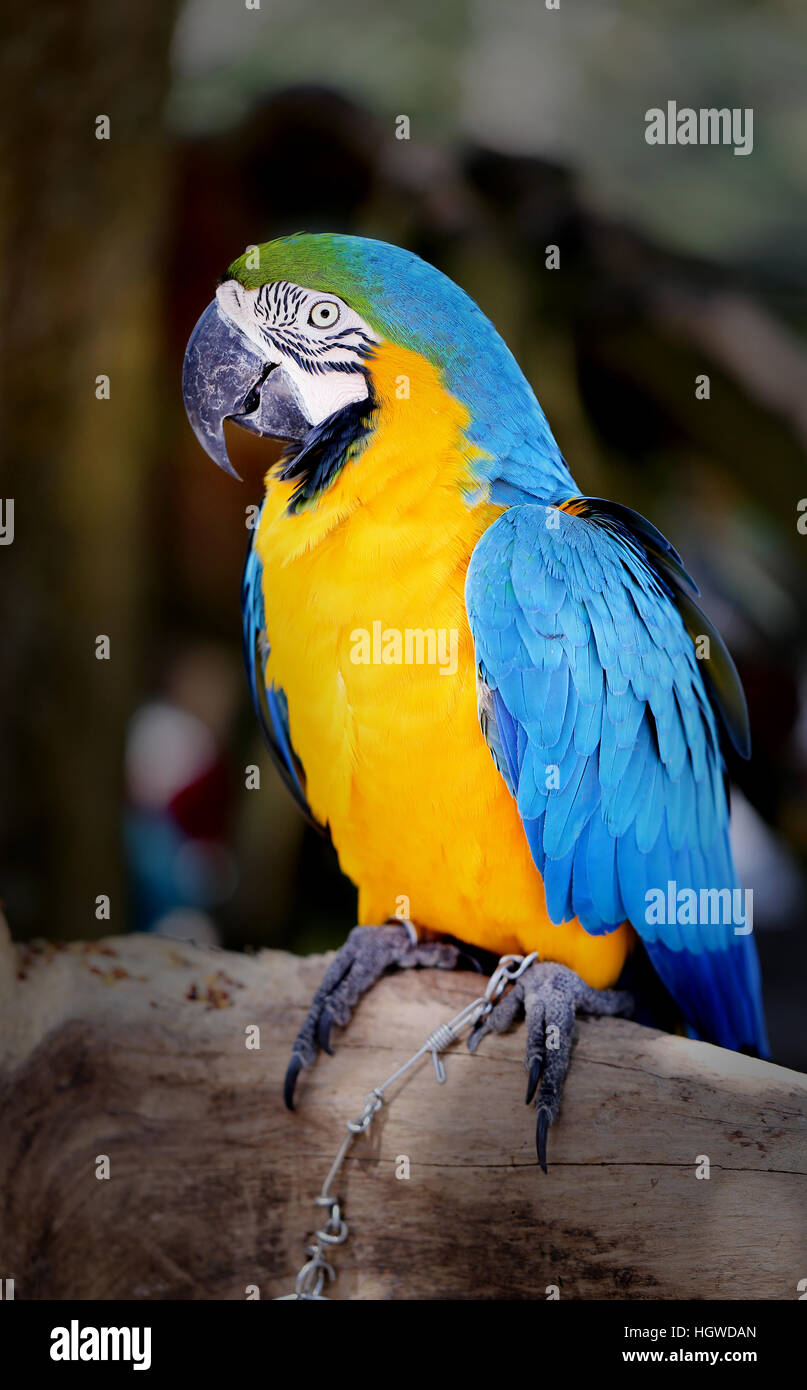 Foto divertenti con grande bella macaw parrot Foto Stock