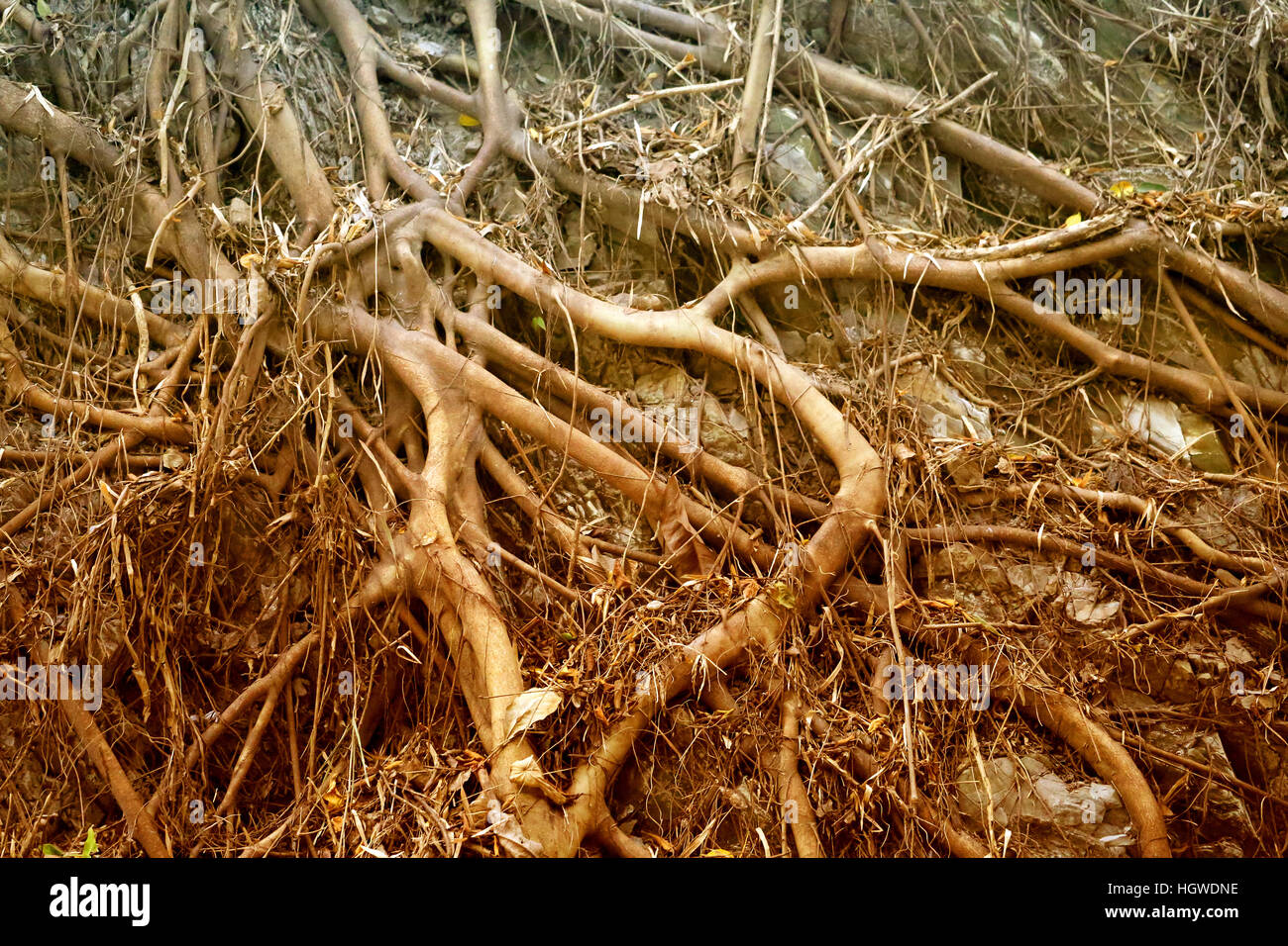 Foto sfondo con albero radici nell'isola asiatica Foto Stock