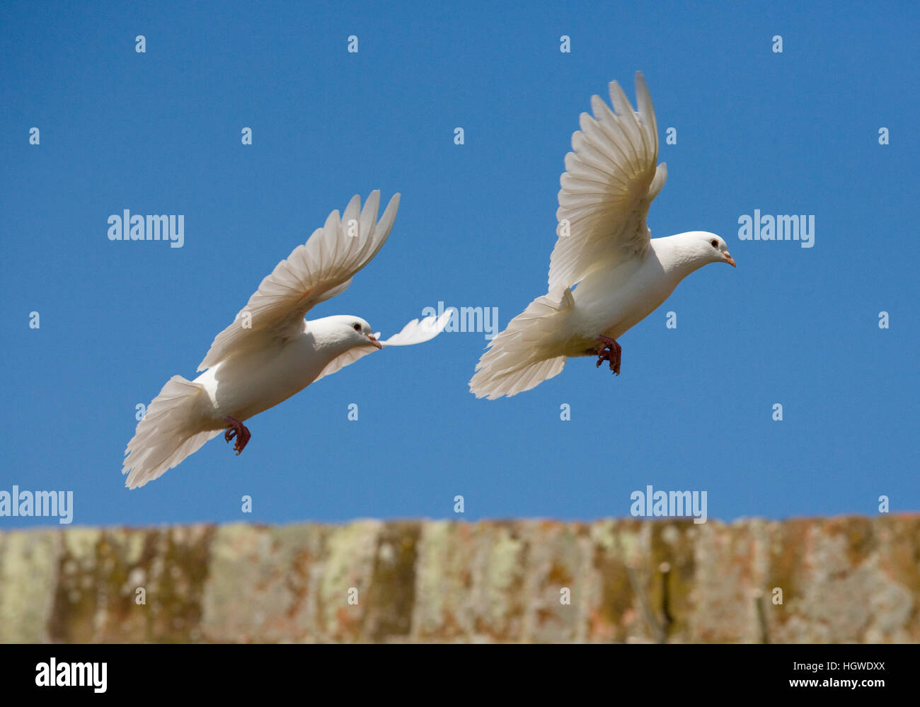 Fan-Tailed domestici Piccioni in volo contro un cielo blu Foto Stock