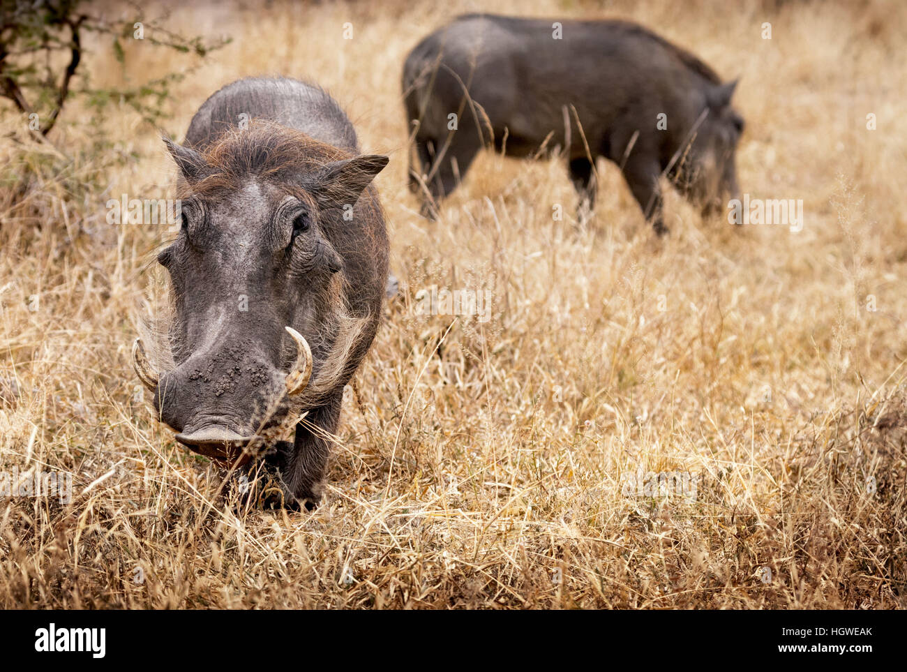 Due South African facoceri alimentazione nel Parco Nazionale di Kruger Foto Stock