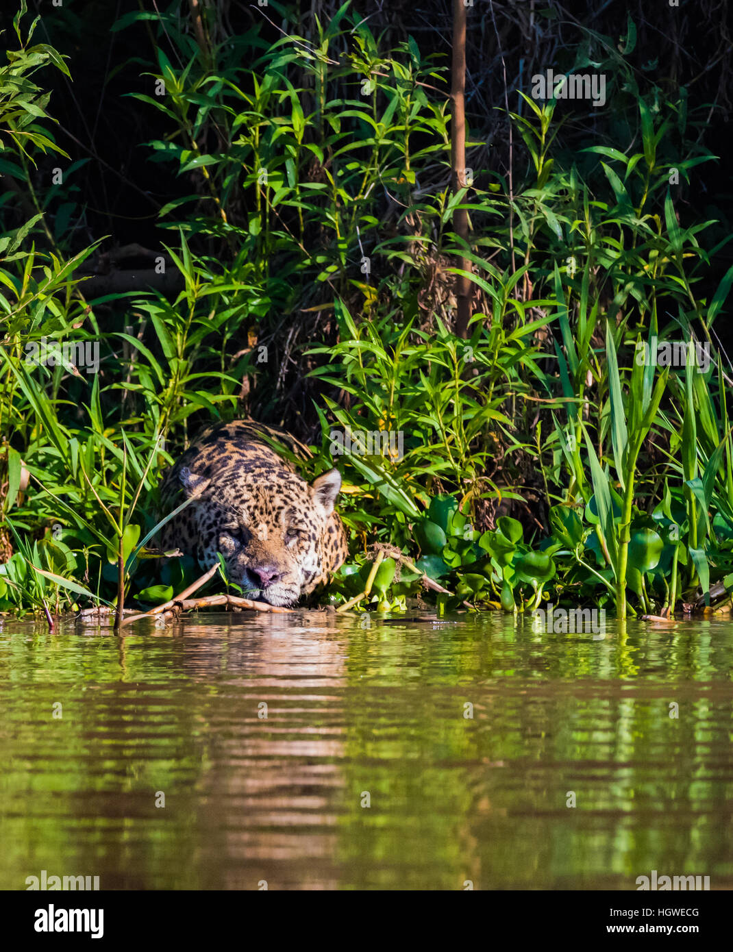 Jaguar entrando in fiume attraverso fogliame Foto Stock