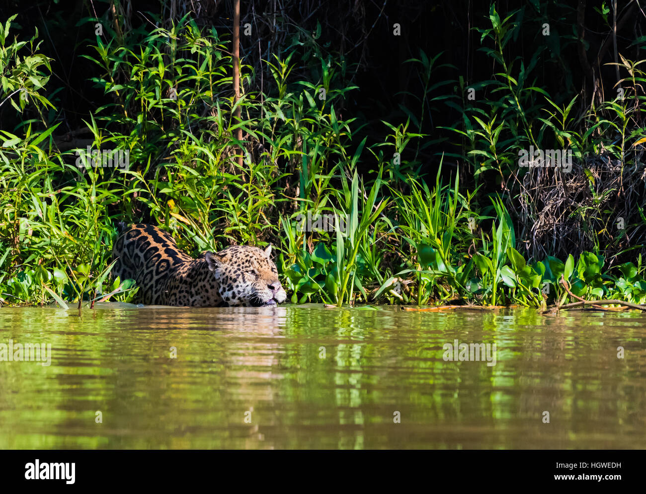 Jaguar entrando in fiume Foto Stock