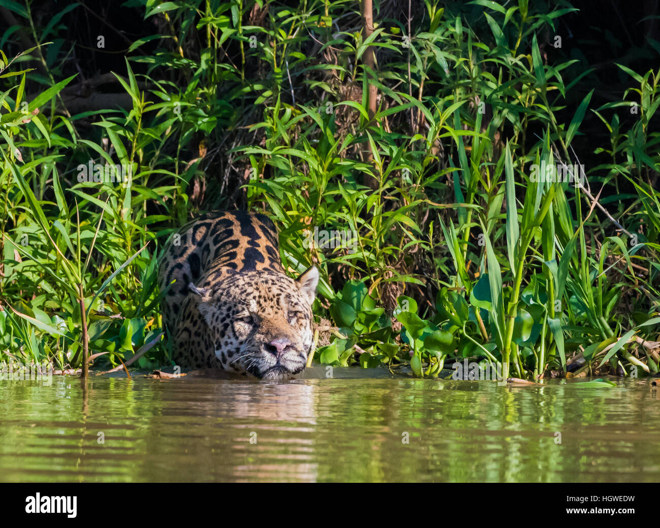 Jaguar testa entrando in fiume Foto Stock