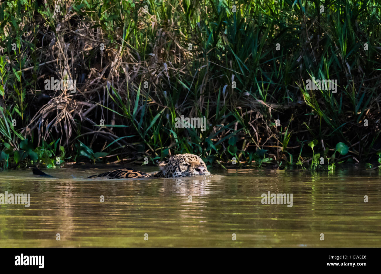 Jaguar nuotare nel fiume Foto Stock