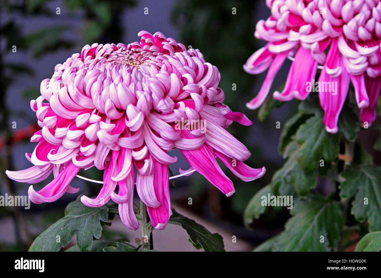 Rosa crisantemo giapponese Foto Stock