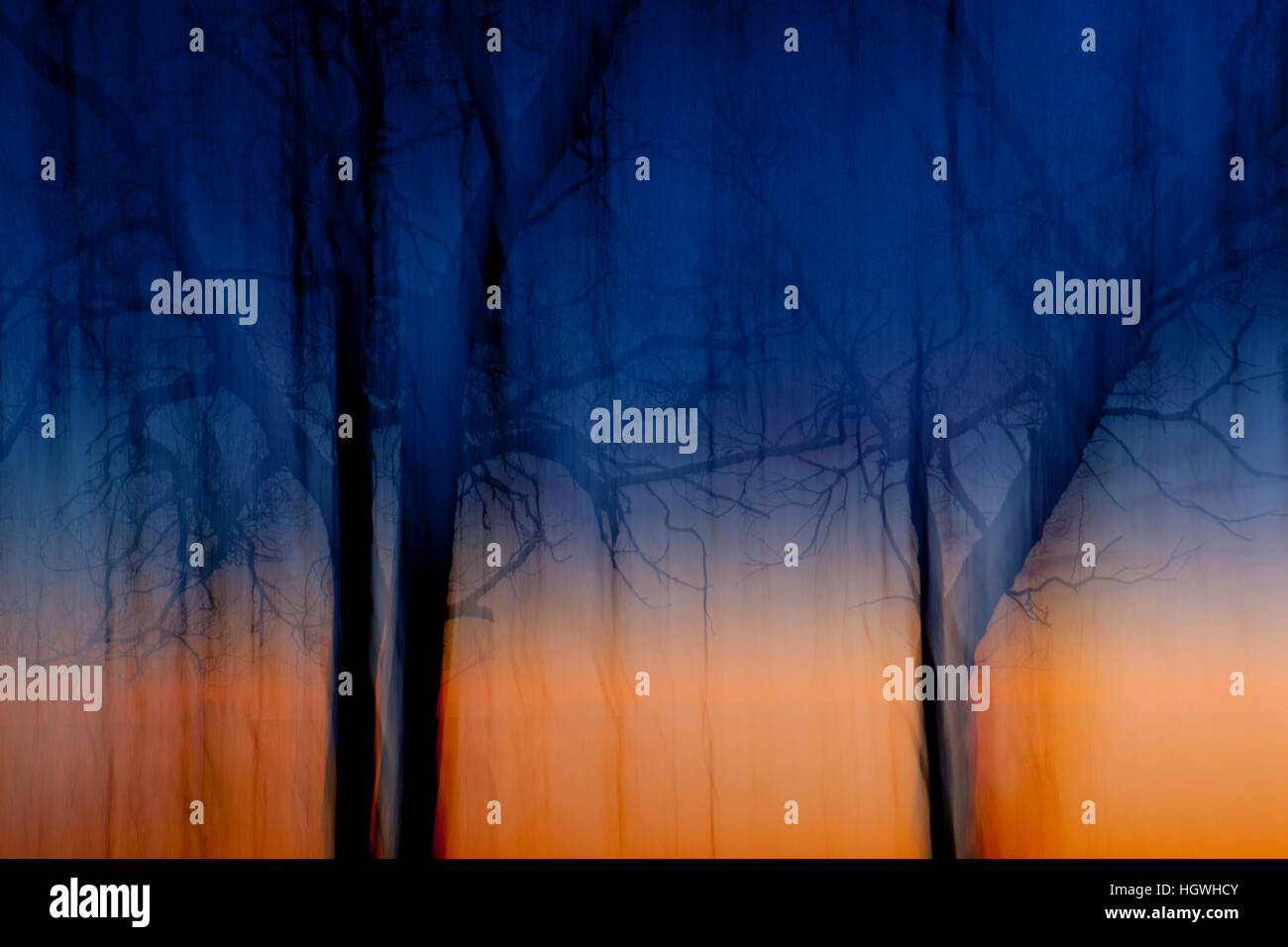 Alberi stagliano contro il cielo mattutino a Odiorne Point State Park in segale, New Hampshire. Foto Stock