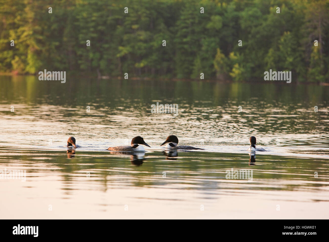 Loons comune, Gavia immer, sul lago bianco in Tamworth, New Hampshire. Foto Stock