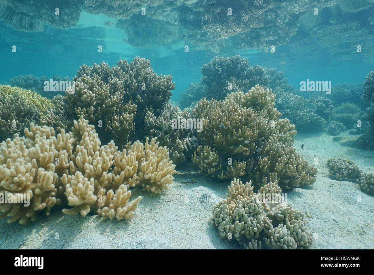 Coralli molli Sinularia sp. riflessa sotto la superficie dell'acqua, laguna di Grande Terre isola, Nuova Caledonia, oceano pacifico del sud Foto Stock
