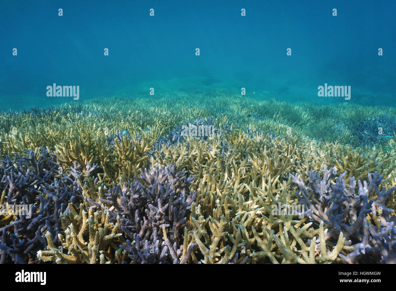Underwater Coral reef, oceano pavimento coperto da Acropora staghorn coralli, oceano pacifico del sud, Nuova Caledonia Foto Stock