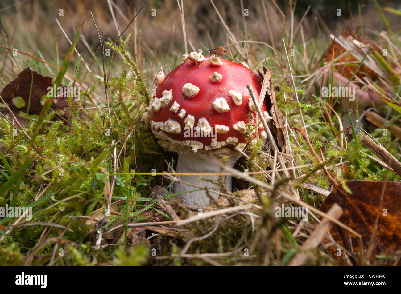 Fly agaric (amanita muscaria) in un prato, Baden-Württemberg, Germania Foto Stock