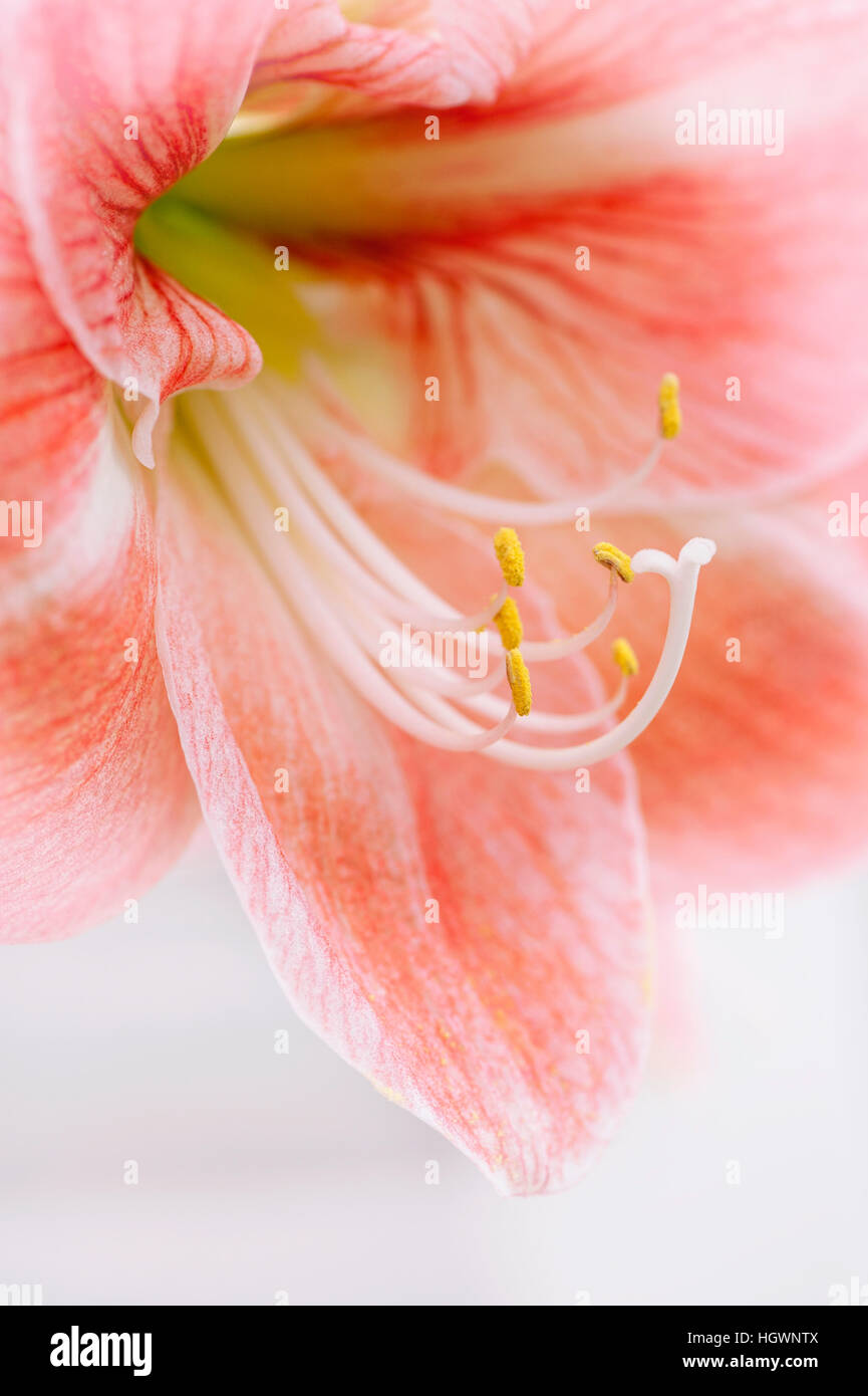 Close-up macro immagine del bel fiore Hippeastrum comunemente noto come l'Amaryllis fiore di giglio. Foto Stock
