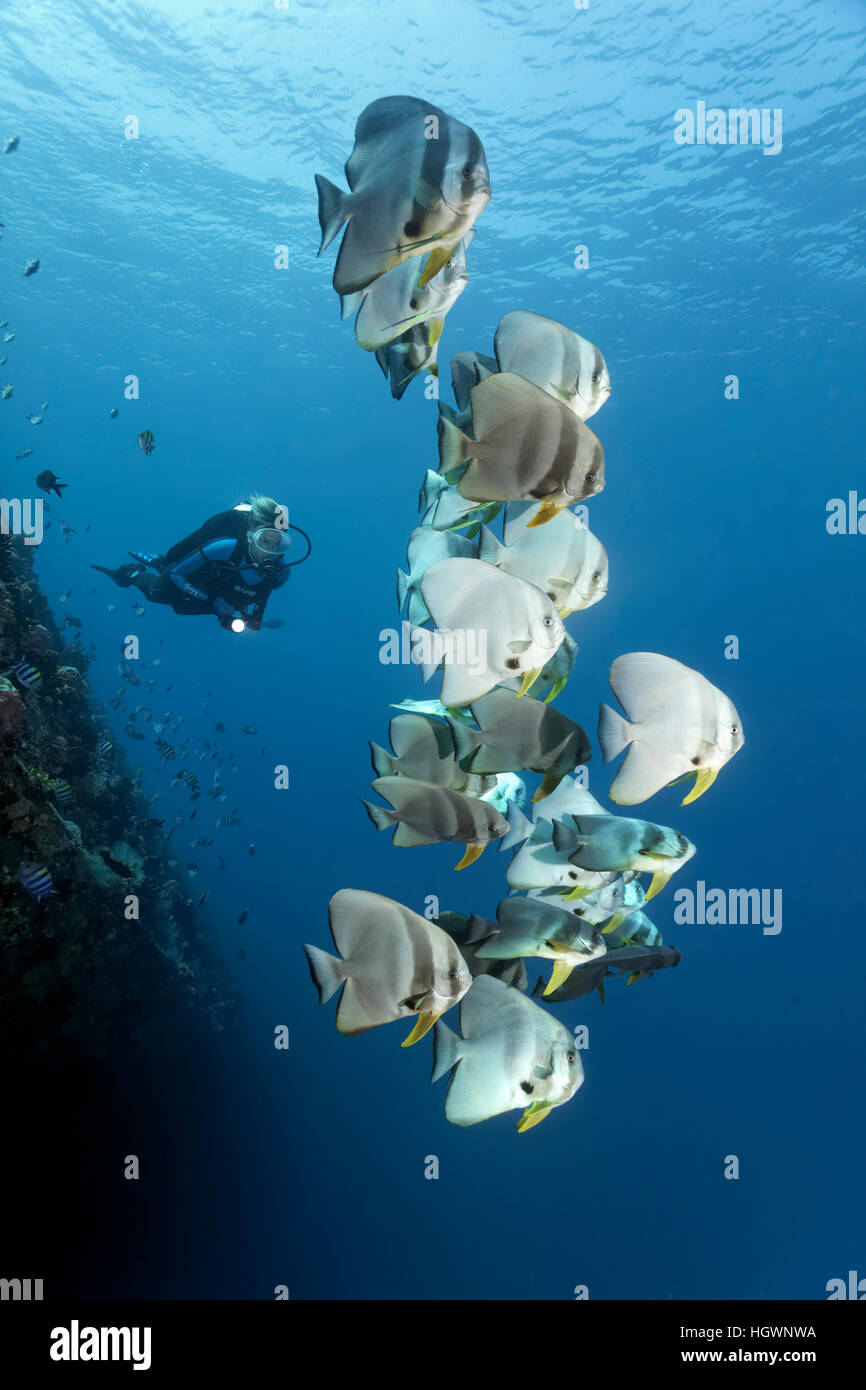 I subacquei osservare il gruppo di longfin (batfish Platax teira), relitto del tonnetto striato II, Lhaviyani Atoll, Maldive Foto Stock