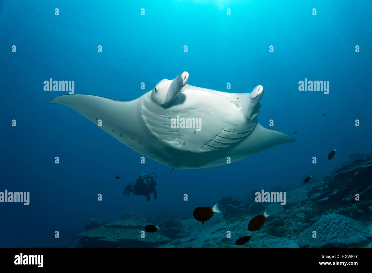Manta ray (Manta birostris), piscina sulla barriera corallina, diver osservando, Lhaviyani Atoll, Maldive Foto Stock
