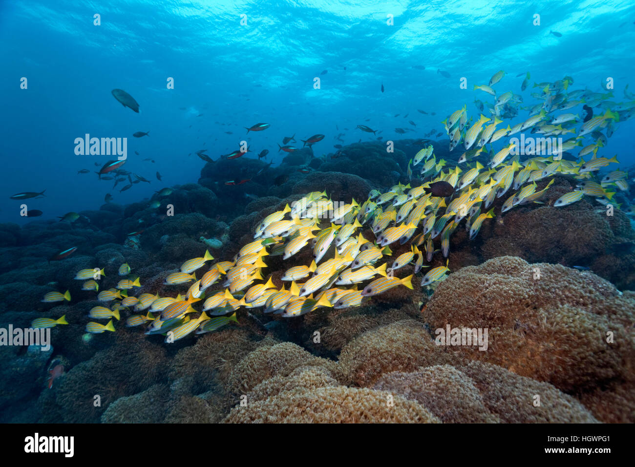 Bluestripe snapper (Lutjanus kasmira), piscina sulla barriera corallina, vaso coral (Goniopora lobata), Lhaviyani Atoll, Maldive Foto Stock