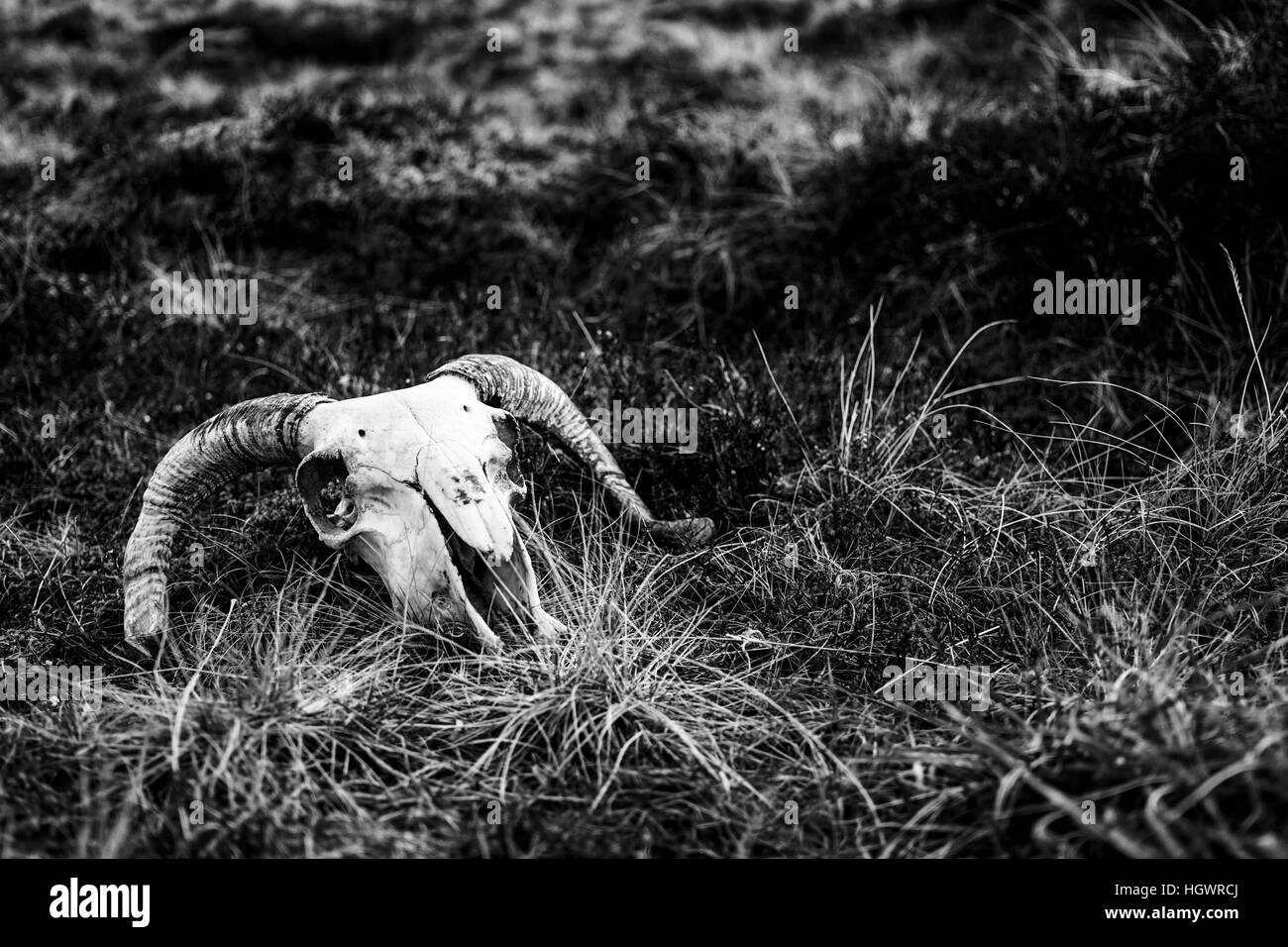 Un pauroso cornuto ram del cranio si siede sul 'Boggy palude Foto Stock