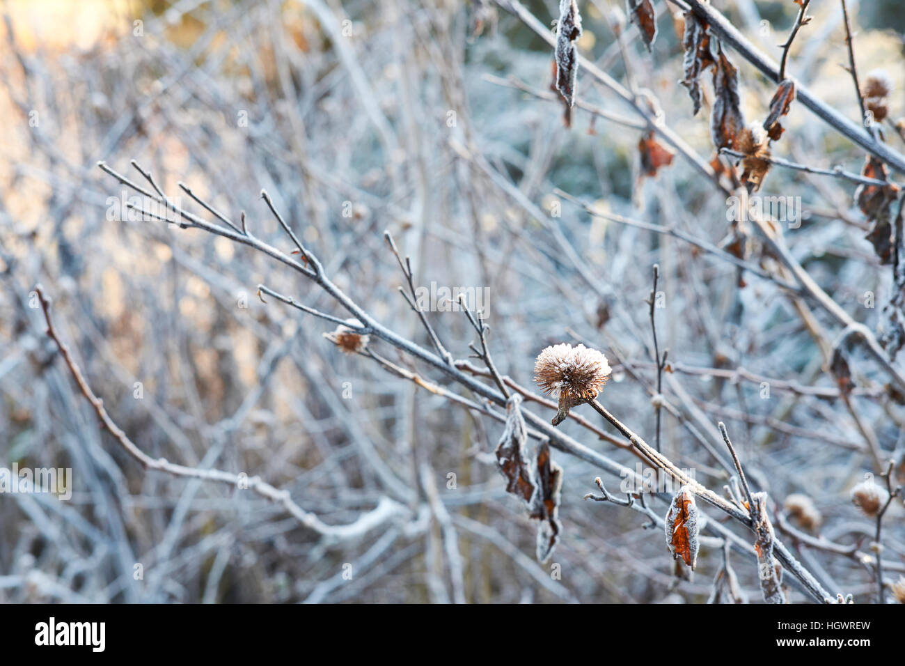 Smerigliati a rami di alberi, morto le teste dei fiori e foglie. Foto Stock