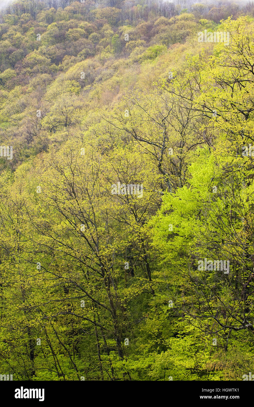 Alberi in primavera lungo il ramo occidentale del fiume Westfield, Chester, Massachusetts. Keystone ponti Arch Trail. Foto Stock
