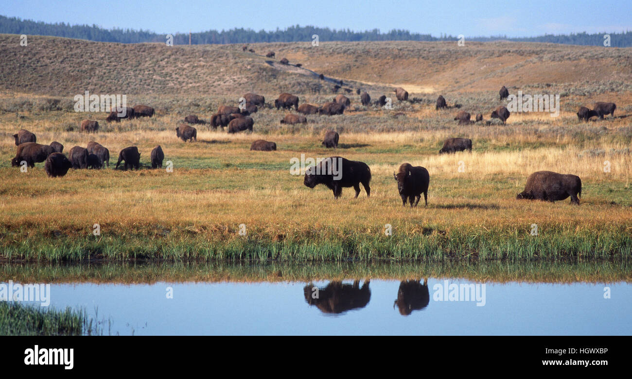 Mandria di bufali dal lago nel Parco Nazionale di Yellowstone Foto Stock