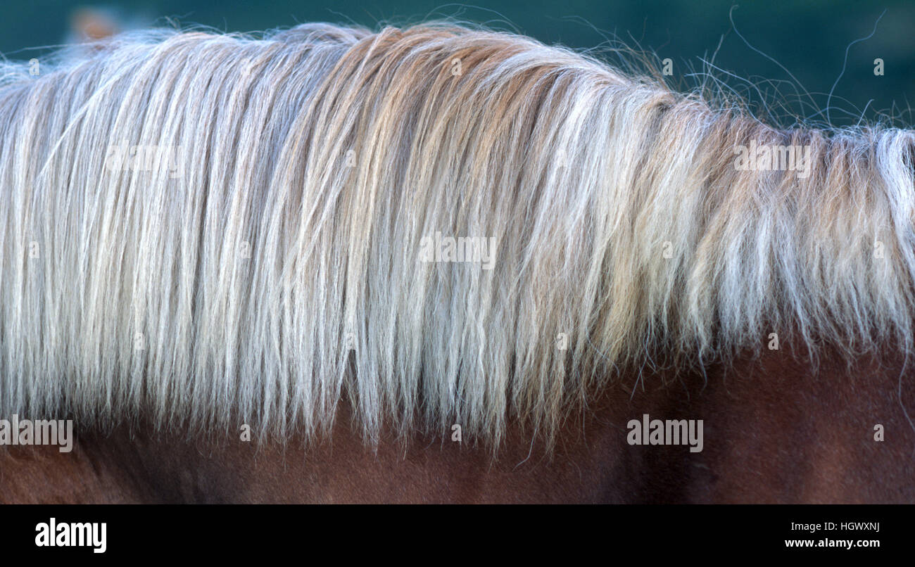 Criniera del cavallo Foto Stock