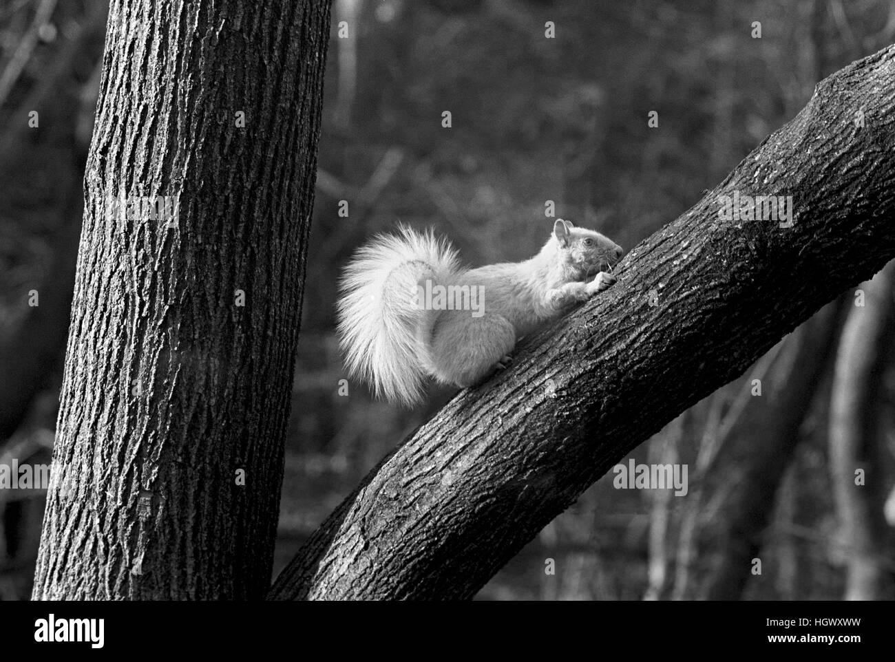 Albino scoiattolo grigio in Columbus, Ohio Foto Stock