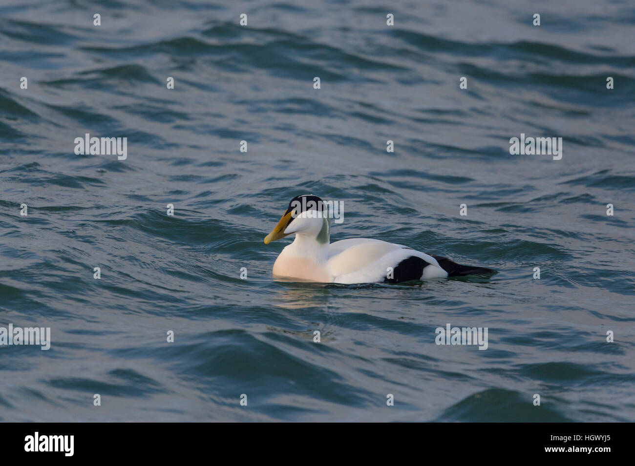 Comune maschio eider duck nuotare nel mare blu Foto Stock